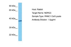 NDRG3 Rabbit anti-Human, Polyclonal, Novus Biologicals 0.1ml; Unconjugated:Antibodies,